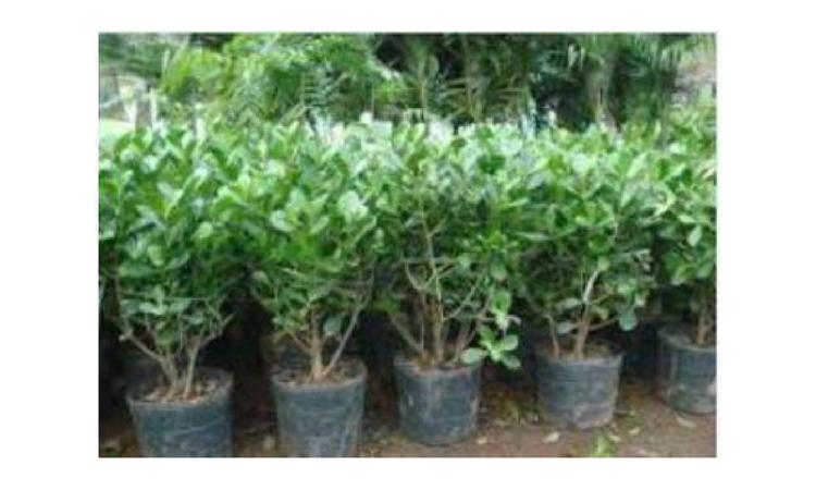 MUDA DE ARBUSTO FLORIFERO, CLUSIA/GARDENIA/MOREIA BRANCA/ AZALEIA OU EQUIVALENTE DA REGIAO, H= *50 A 70* CM