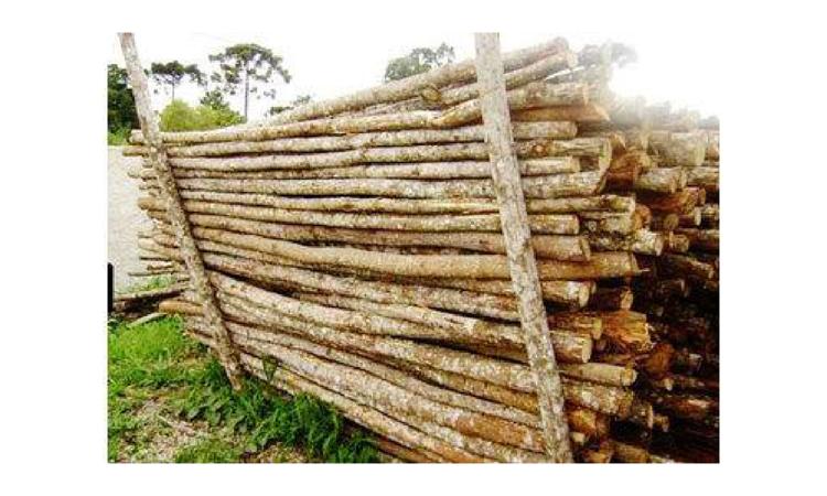 PONTALETE ROLICO SEM TRATAMENTO, D = 8 A 11 CM, H = 3 M, EM EUCALIPTO OU EQUIVALENTE DA REGIAO - BRUTA (PARA ESCORAMENTO)