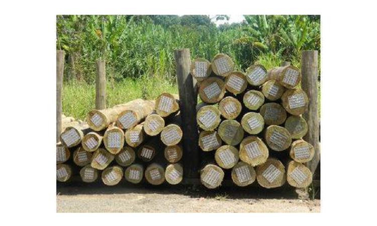 MADEIRA ROLICA TRATADA, D = 30 A 34 CM, H = 6,50 M, EM EUCALIPTO OU EQUIVALENTE DA REGIAO