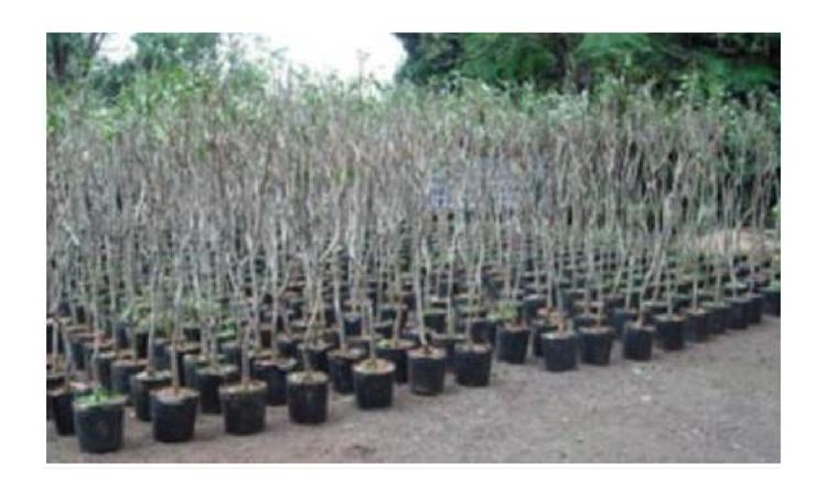 MUDA DE ARVORE ORNAMENTAL, OITI/AROEIRA SALSA/ANGICO/IPE/JACARANDA OU EQUIVALENTE DA REGIAO, H= *1* M