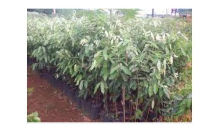MUDA DE ARVORE ORNAMENTAL, OITI/AROEIRA SALSA/ANGICO/IPE/JACARANDA OU EQUIVALENTE DA REGIAO, H= *2* M