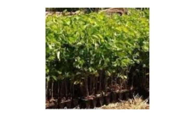 MUDA DE ARBUSTO FOLHAGEM, SANSAO-DO-CAMPO OU EQUIVALENTE DA REGIAO, H= *50 A 70* CM