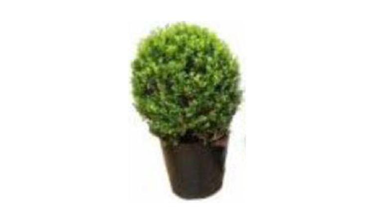 MUDA DE ARBUSTO, BUXINHO, H= *50* CM