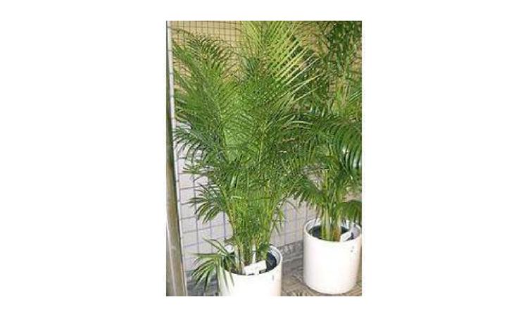 MUDA DE PALMEIRA ARECA, H= *1,50* M